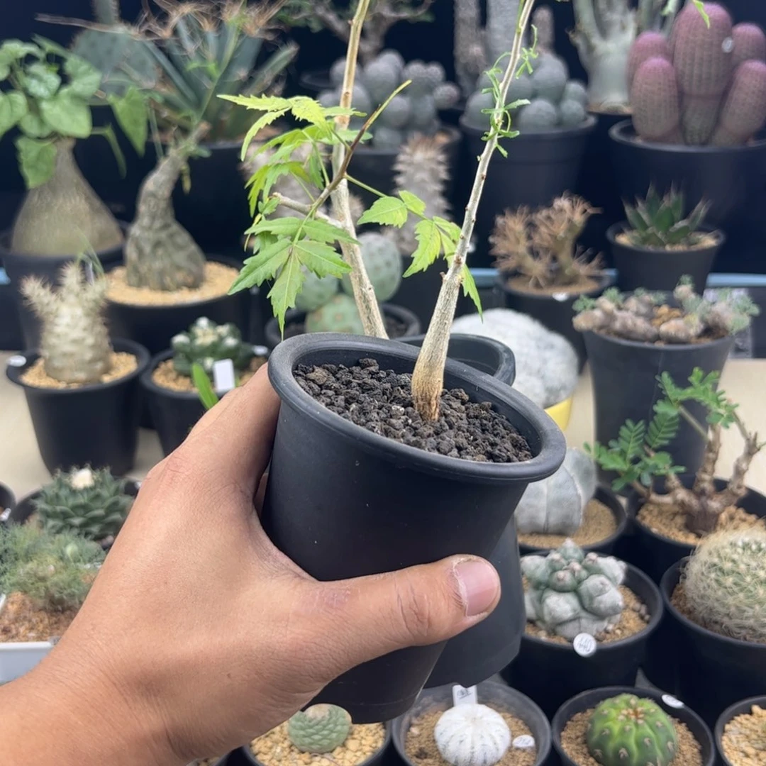 J***徐狭叶加飞羽一物一拍