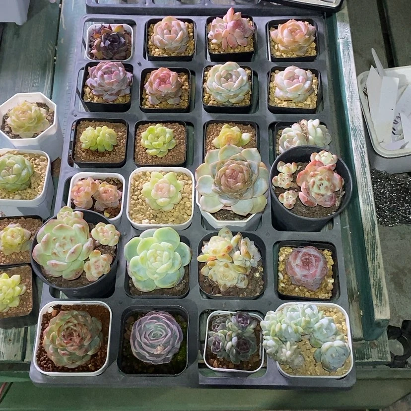 【闪购商品】?***?24颗多肉