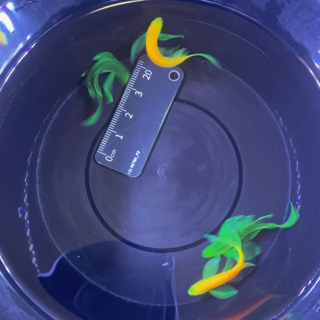 斑马鱼蝶翼斑马4条
