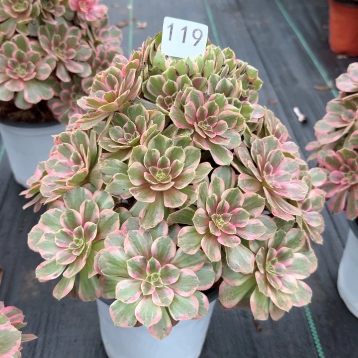 安娜法师一颗，119