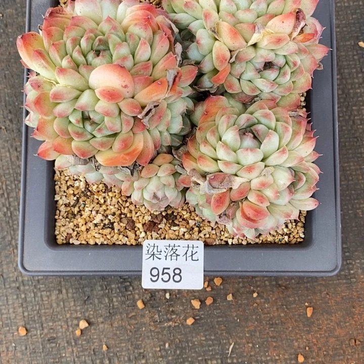 精品多肉植物958不包整散掉头