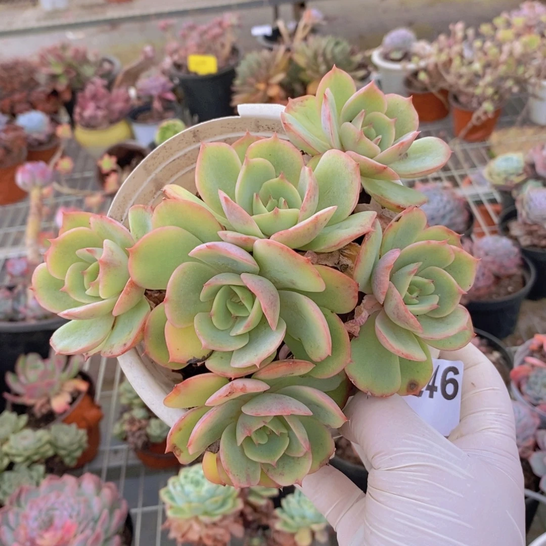 0246白雪公主一物一拍