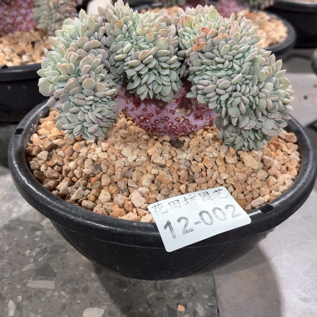 12.002韩版海棠花缀化