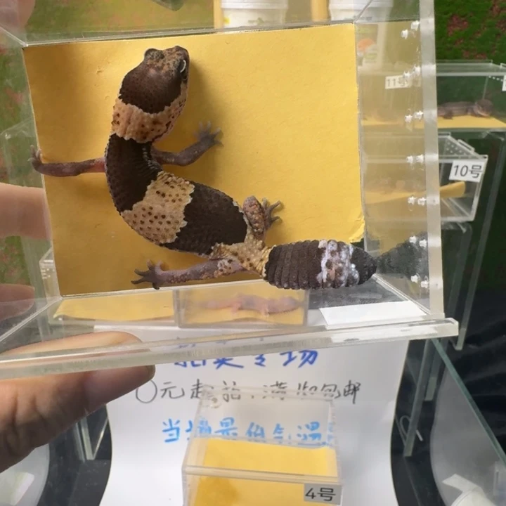 肥尾守宫原色h奥利奥0元开整！
