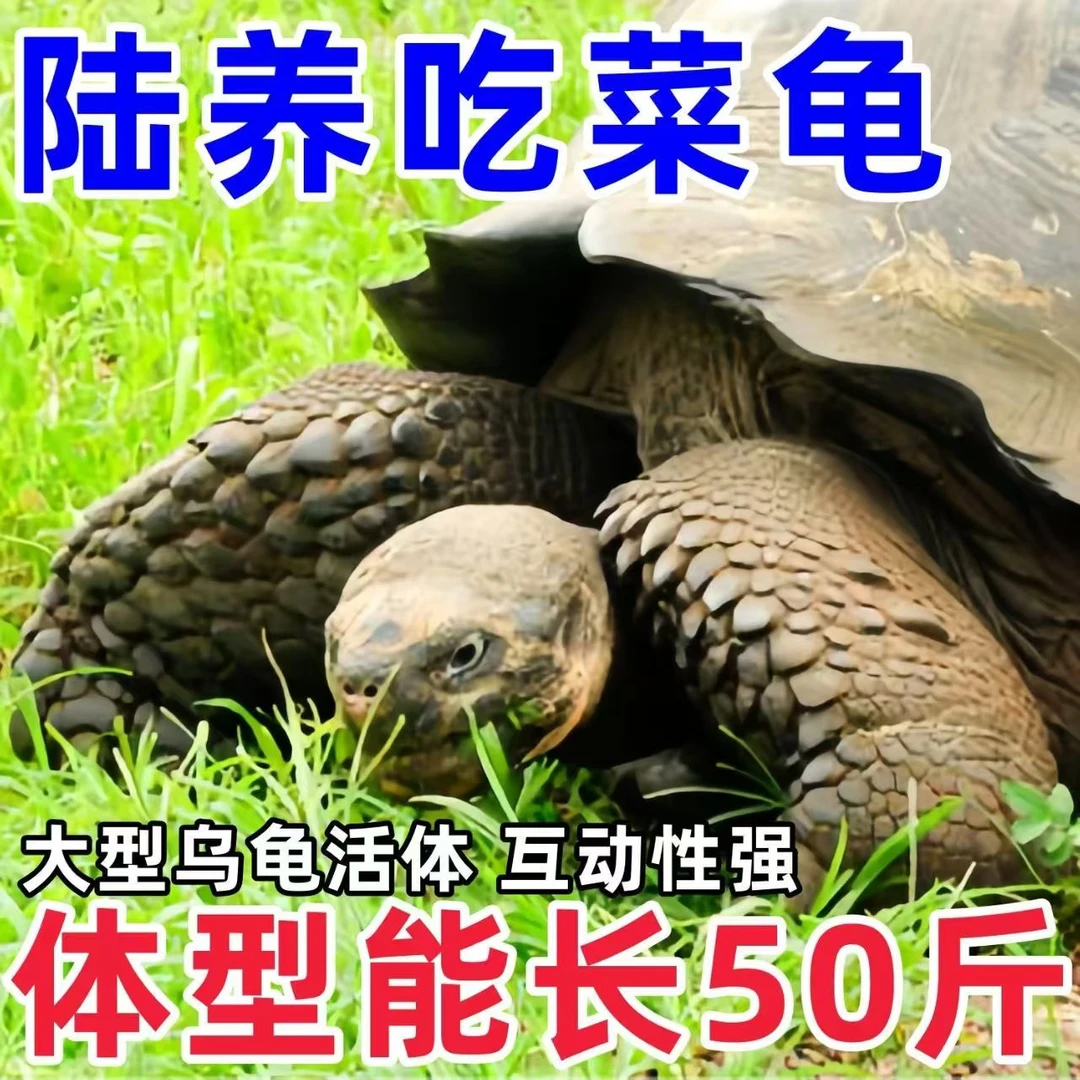 【赠送龟粮】陆地巨型草龟吃菜龟活物特大乌龟便宜幼小乌龟宠物龟