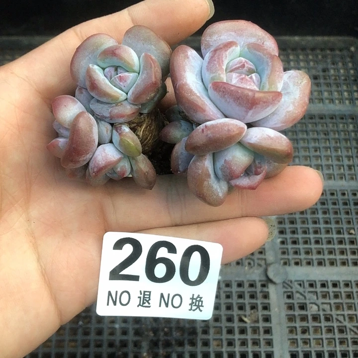 星影石榴籽福利出咯 260