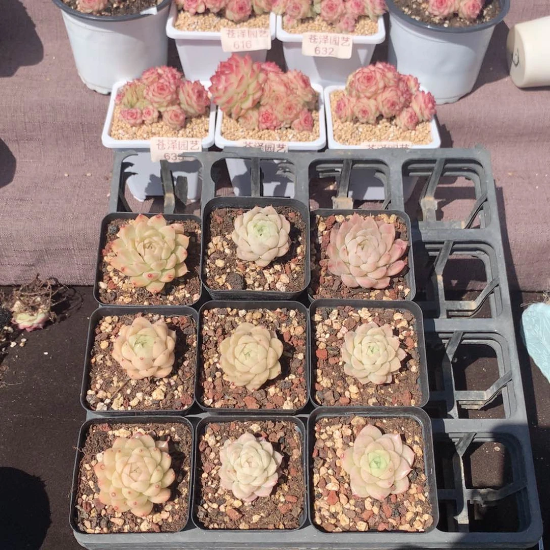 开播福利 女王麦秆单头随机发货