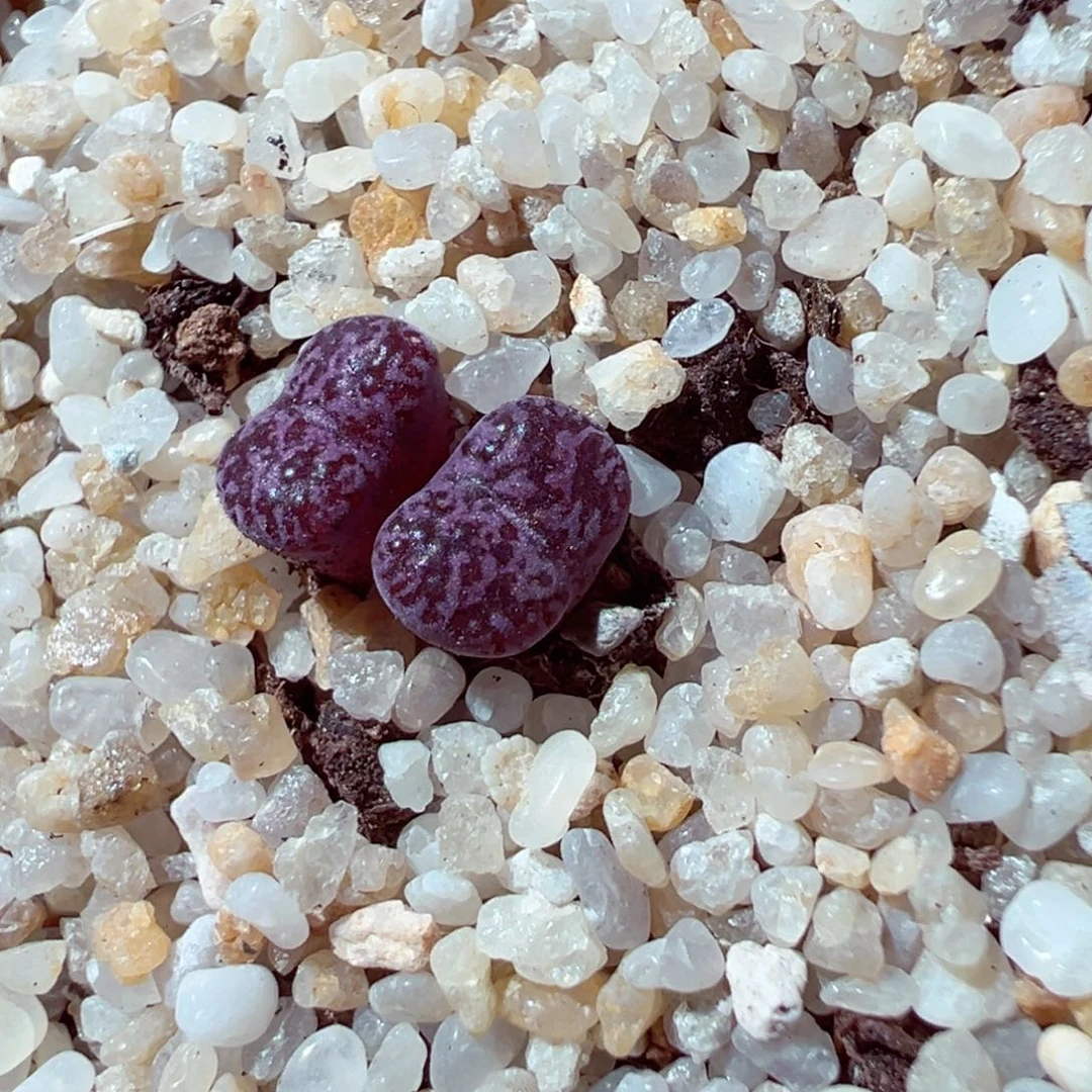 709-519多肉马克李子