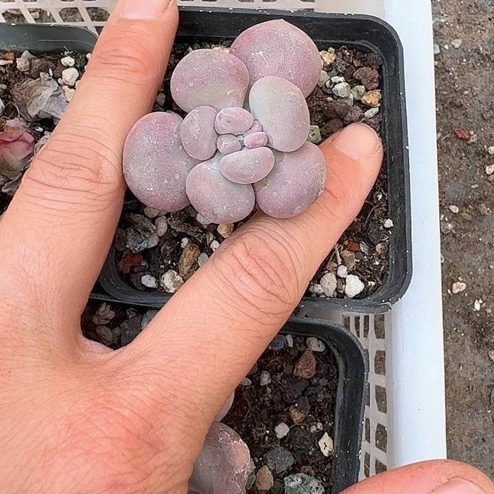 加***糕bdjdjdjrjrjd174