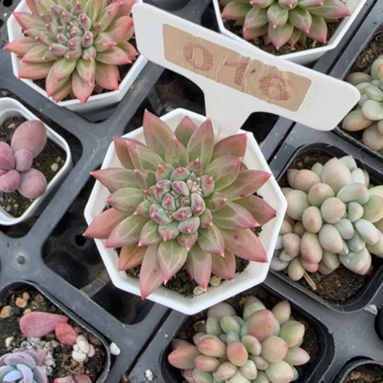 16甲骨文多肉植物多