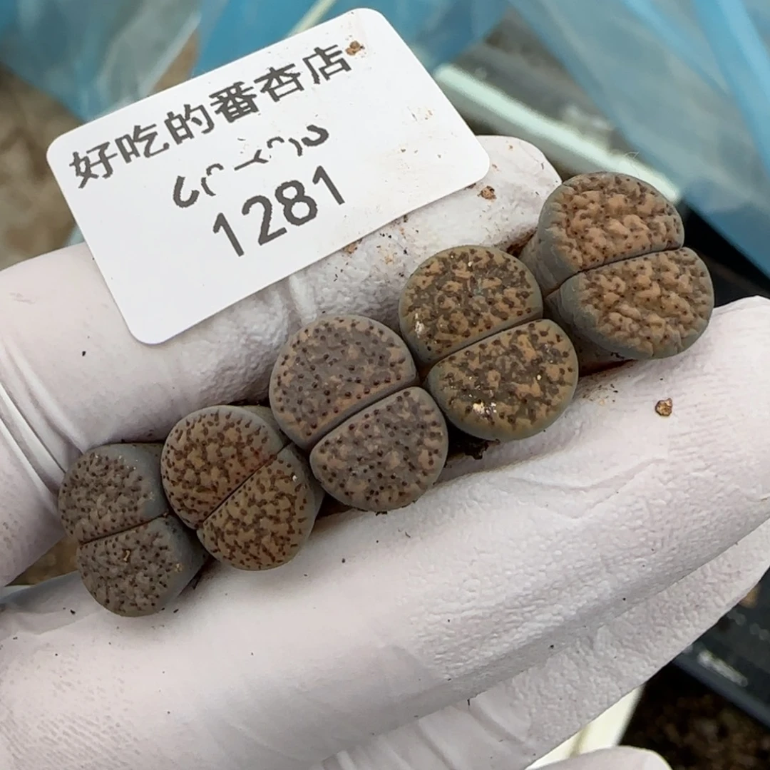双***崽1281。默认脱土。18包邮。偏远88包邮