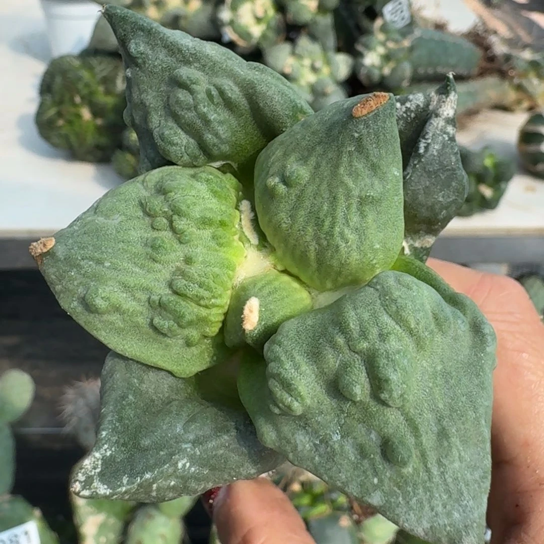 【闪购商品】无花朵栗源满叶怒334