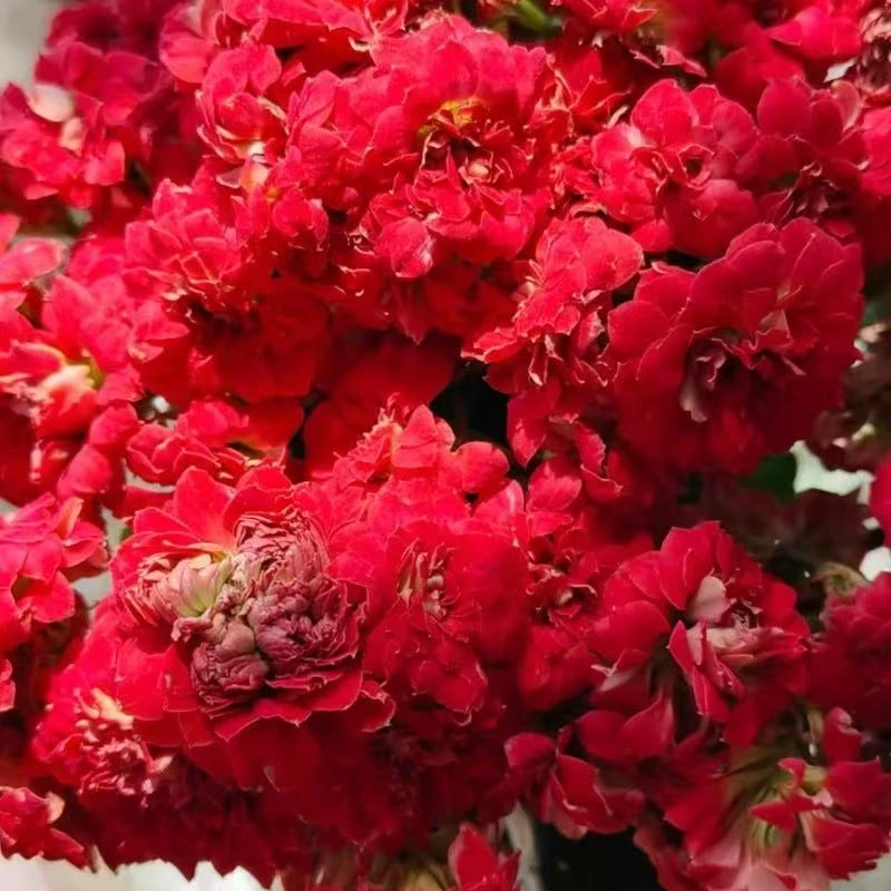 【火烧云】110盆红色长寿花