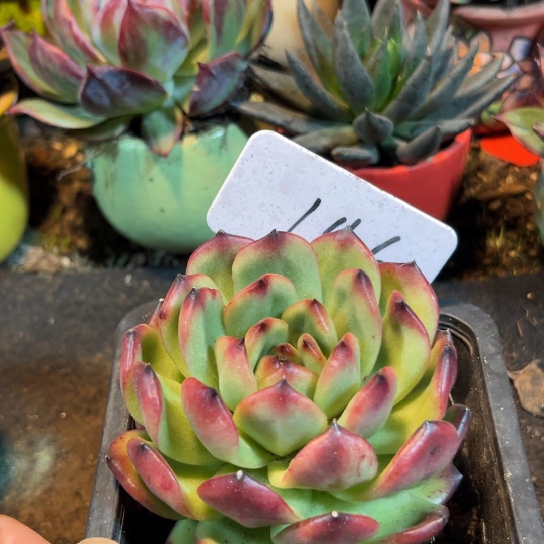 Tm惊鸿仙子多肉植物