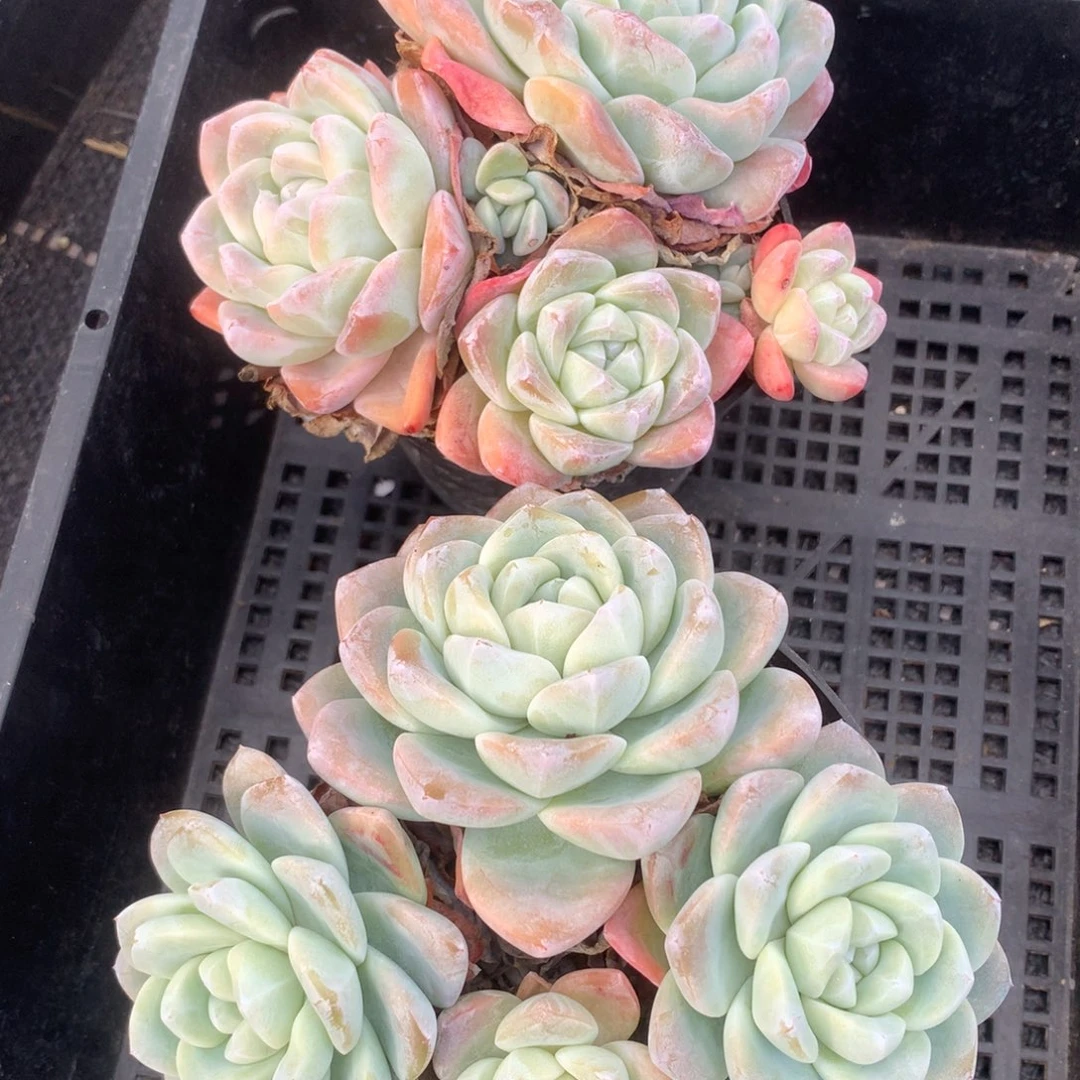 1217-86 老桩冰玉