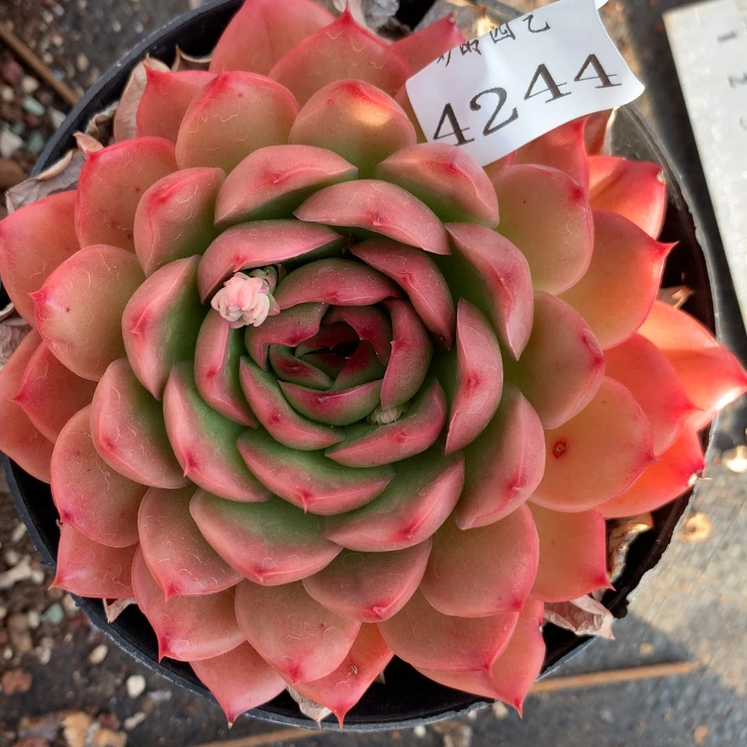 4244杂交多肉植物