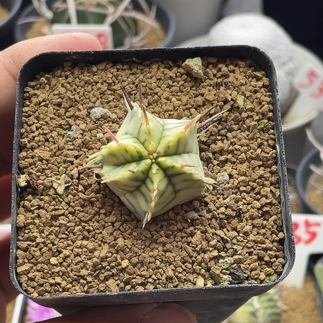 斑马锦大戟 带盆土包邮 微瑕