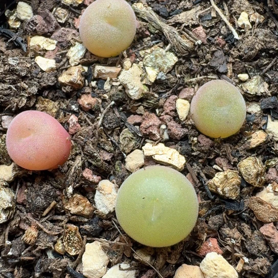 156带盆土发货空卡佛