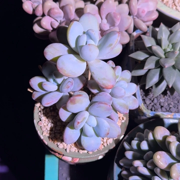 雪美人 群生 一物一拍