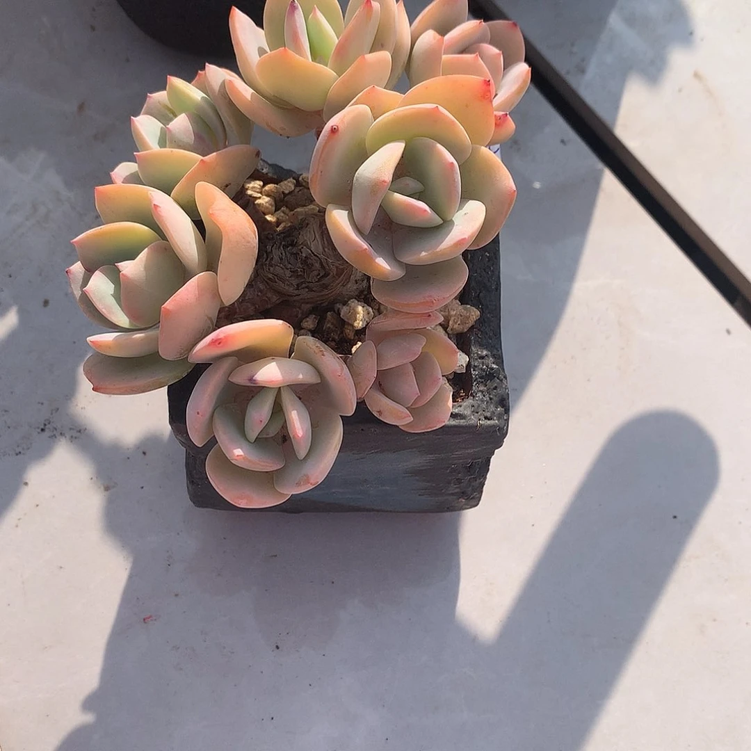 白凤多肉多头植物一颗