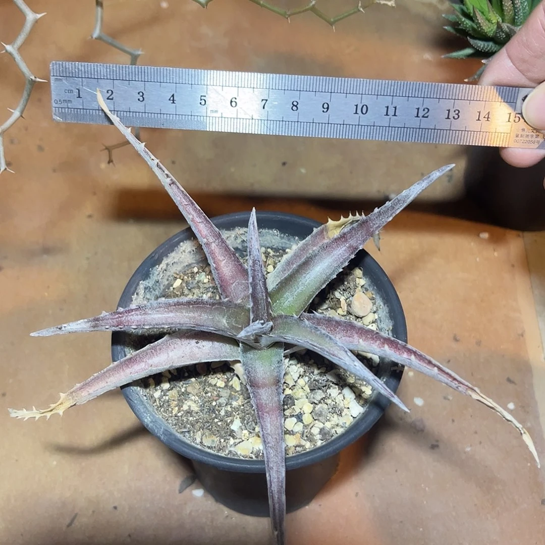 沙漠凤梨一物一拍