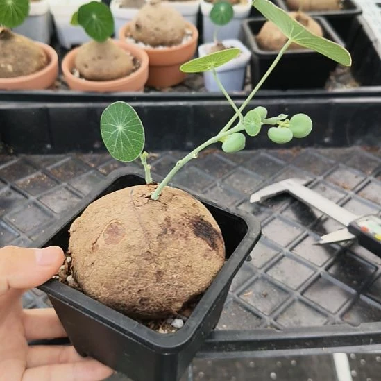 7.6cm母龟素可泰一物一拍70