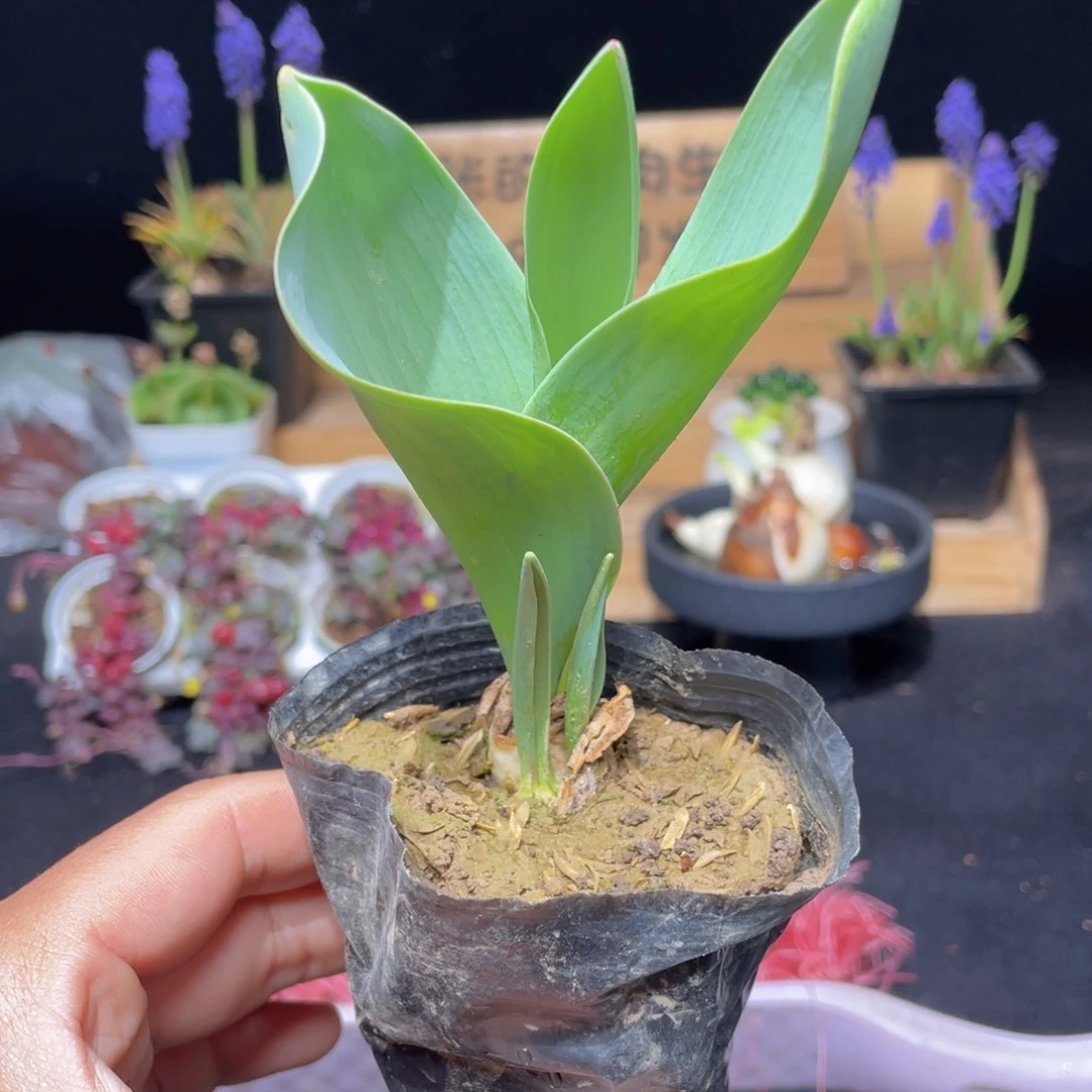 郁金香多肉9.9包邮发货