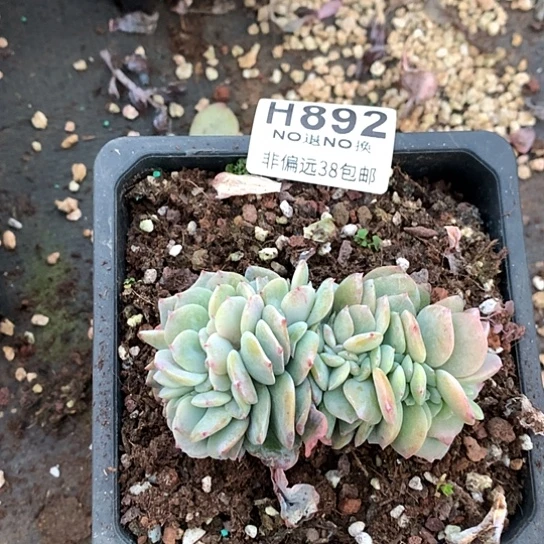 白凤缀化892 亏本处理退款拉黑7-8天发货