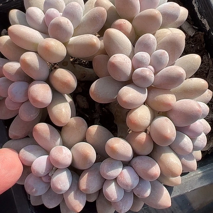 汤圆自然群1111111