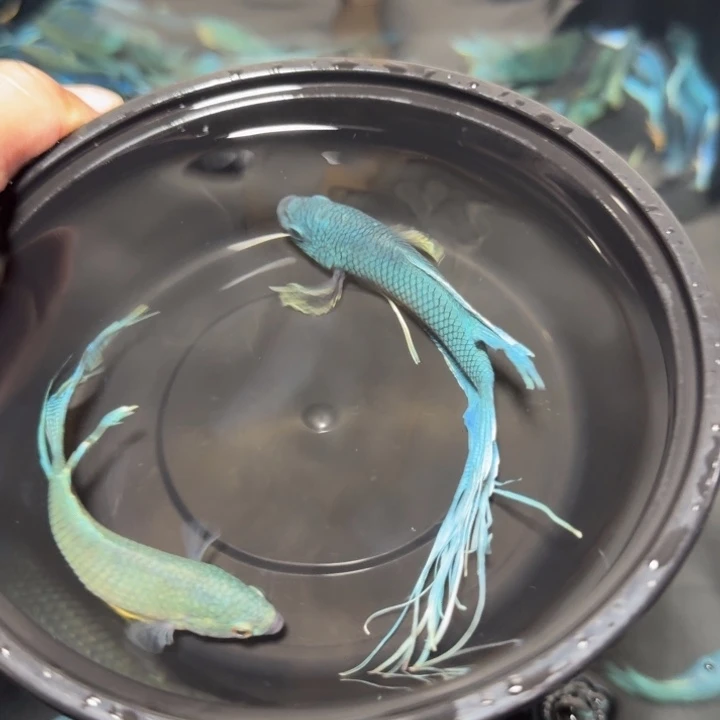 斗鱼直播间对图无纹蓝27