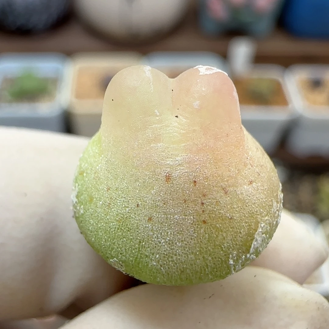 730日系大红拉登