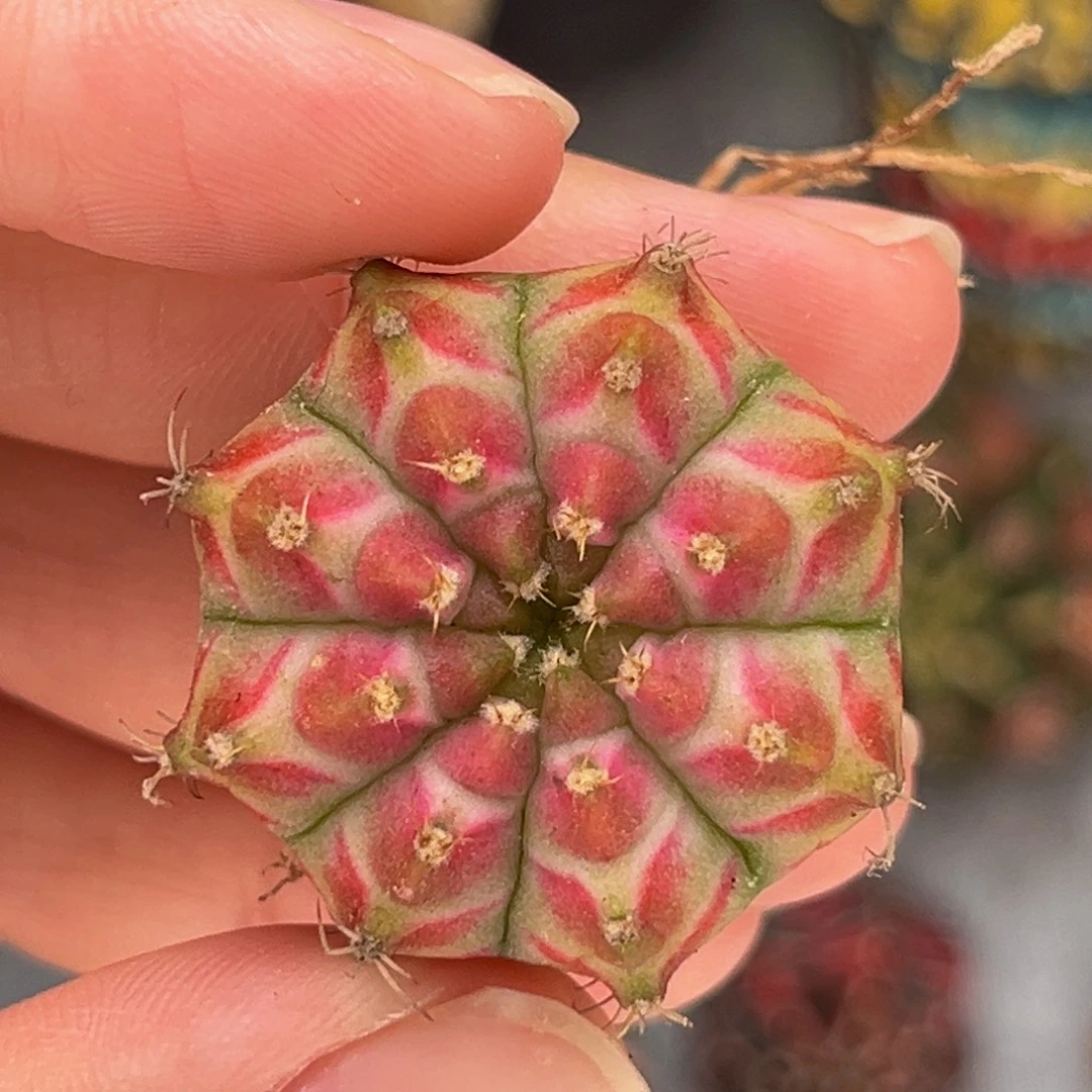桃太郎轮回 米哈仙人球