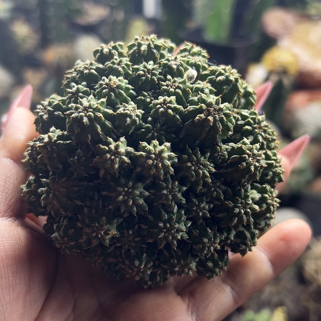 大吉有根仙人球11111111