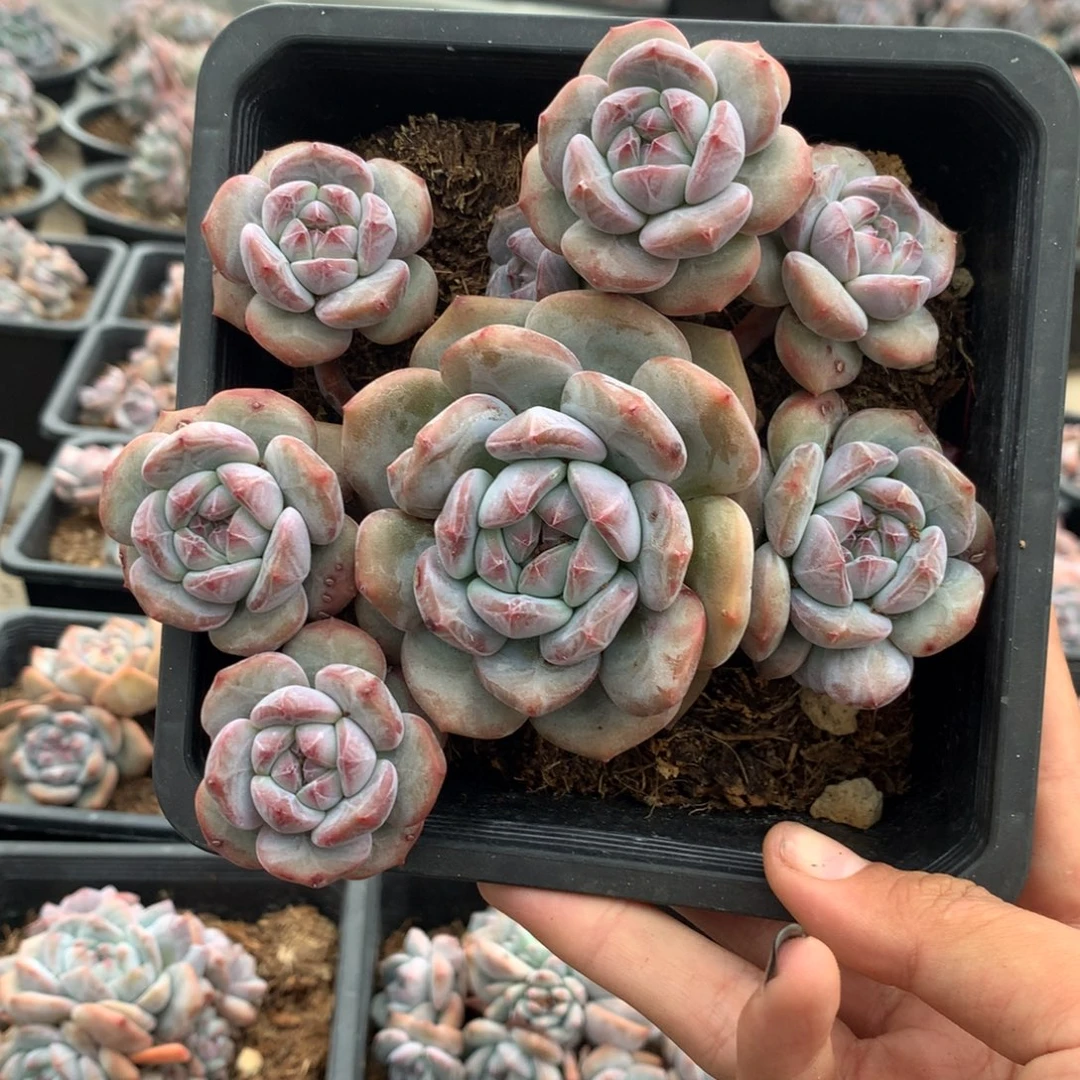 石榴籽无砍八头突米斯