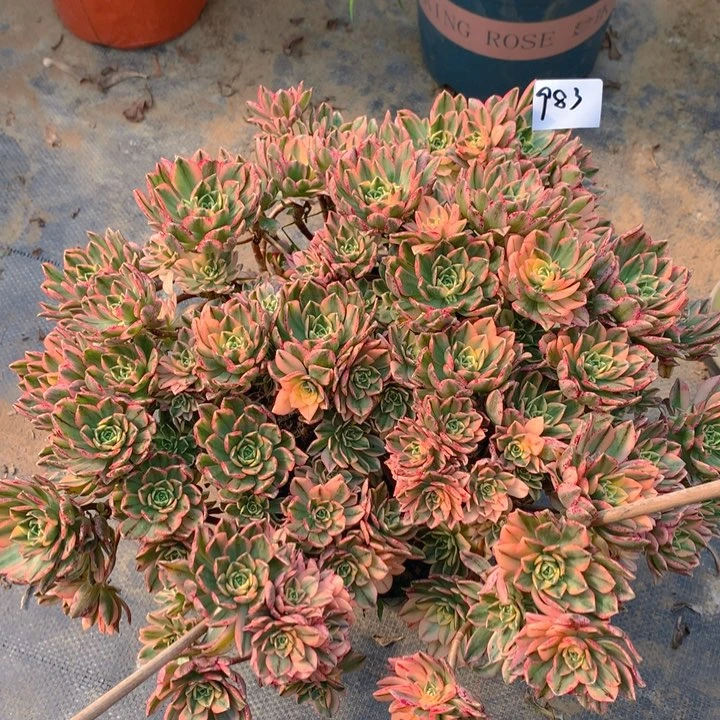 983甜茶锦捧花朵朵