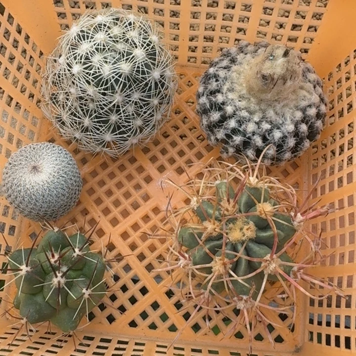 框拍福利7，不退不换