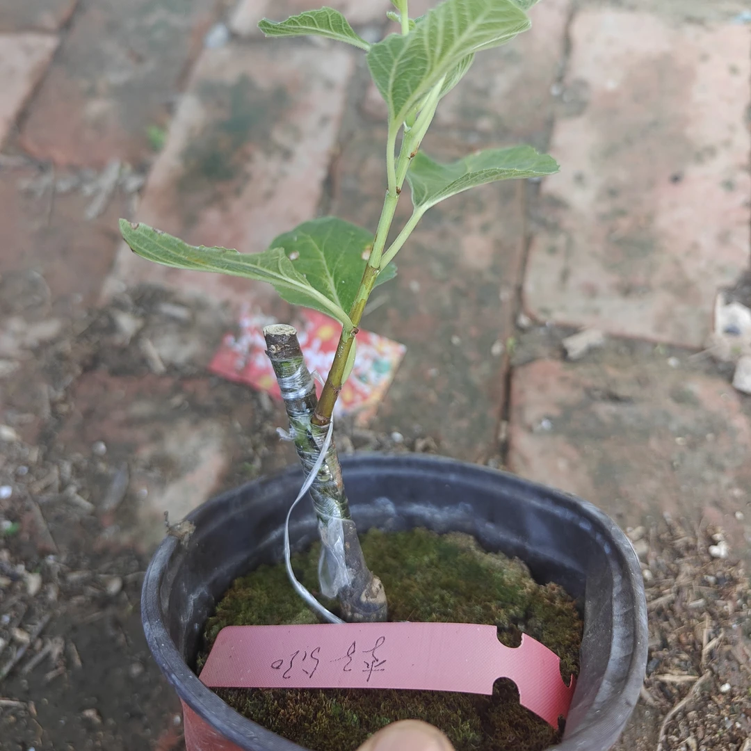 蜂蜜李子，无花果嫁接苗