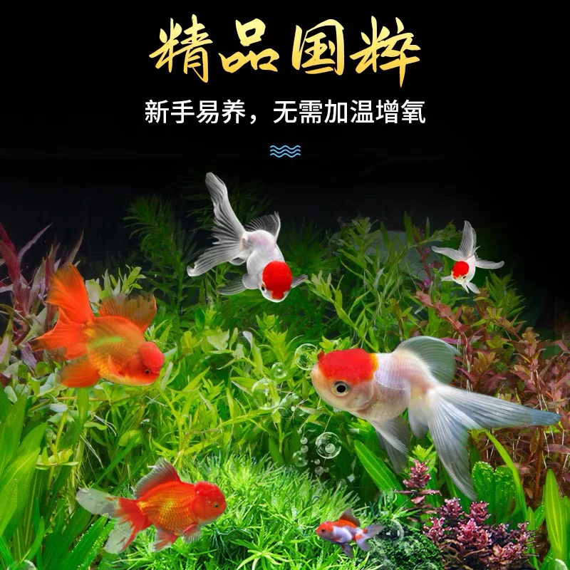 7尾金鱼 （5条加2条备损）冷水观赏鱼 好养耐活 包邮包损 6-8公分