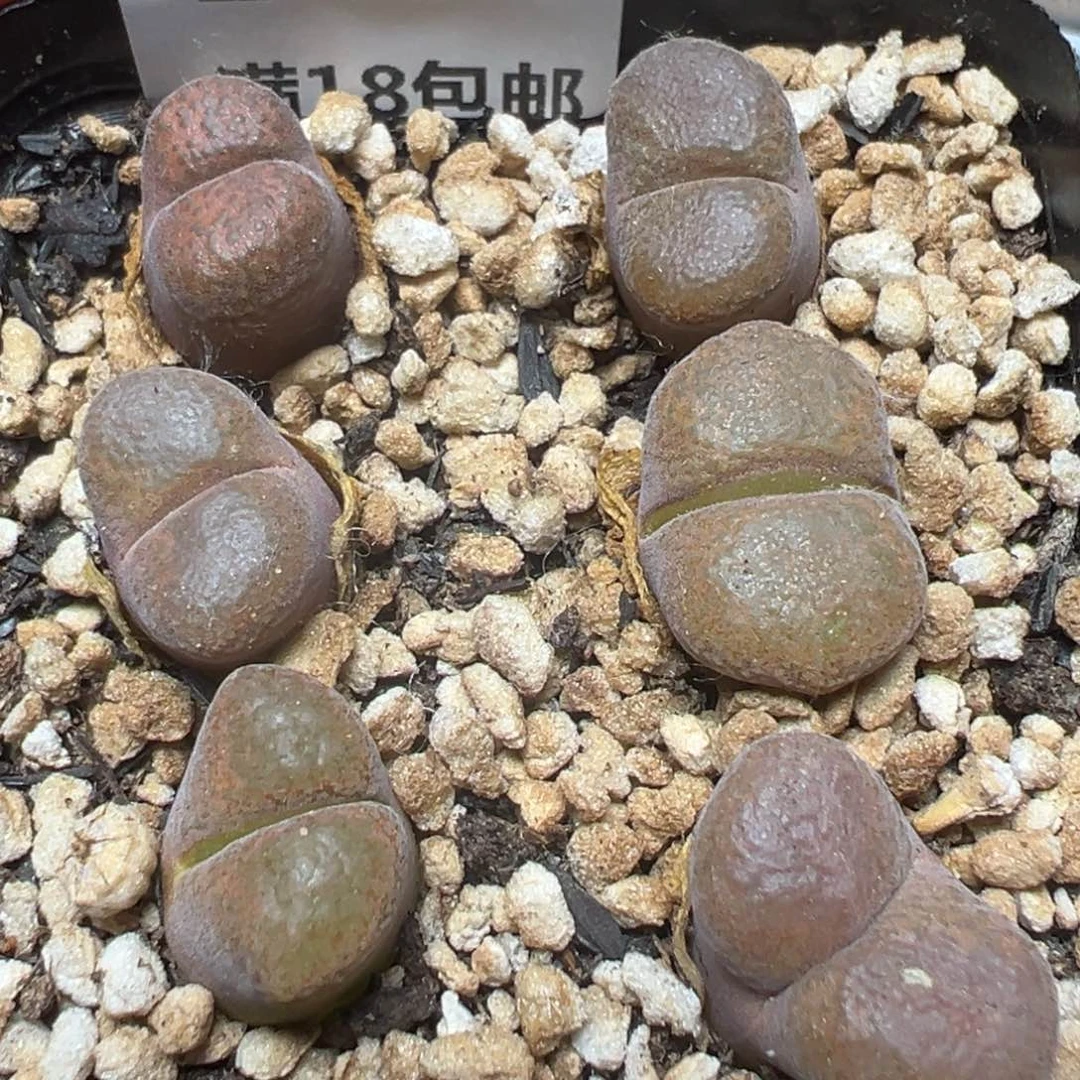 【闪购商品】 247。