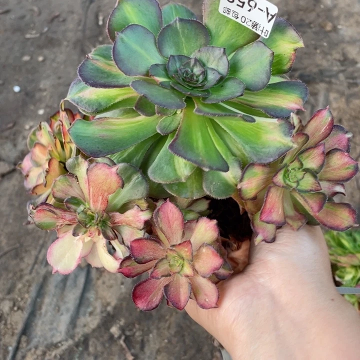 658龙鳞嫁接多肉123456789