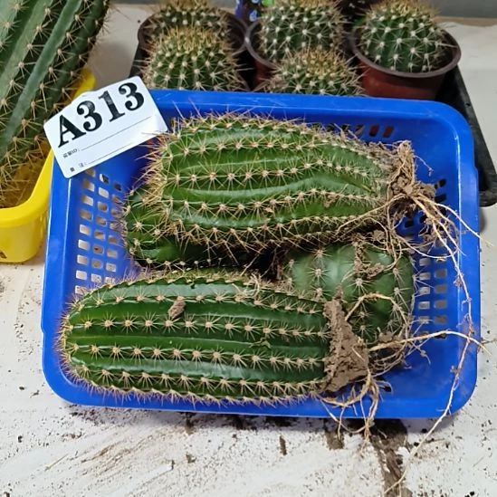 当前无花栽培后可以开花313