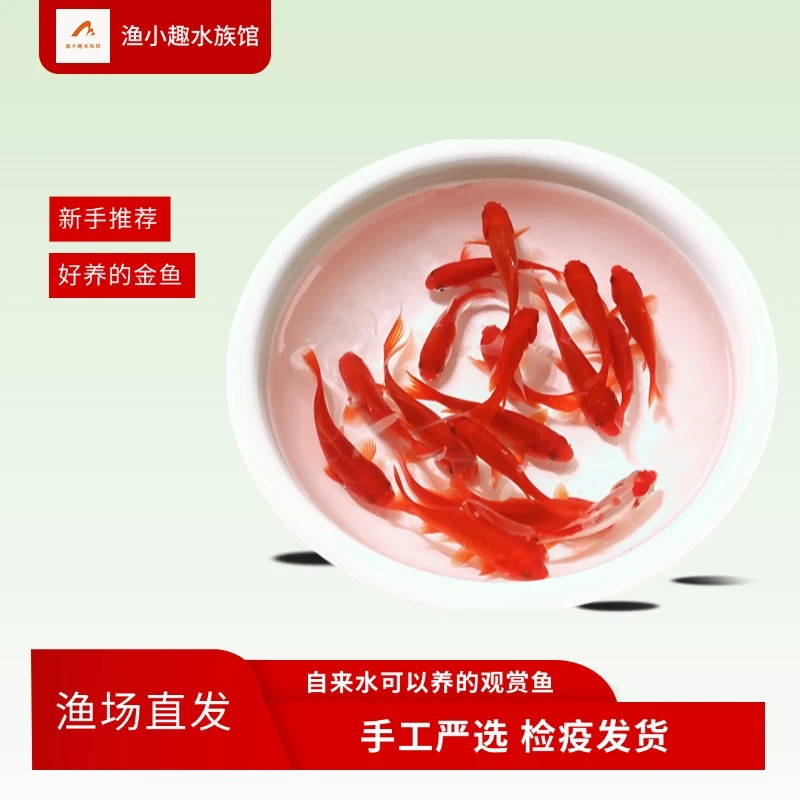 健康鲜活草金鱼活鱼苗金鱼观赏鱼淡水鱼冷水鱼小型好养耐活小金鱼