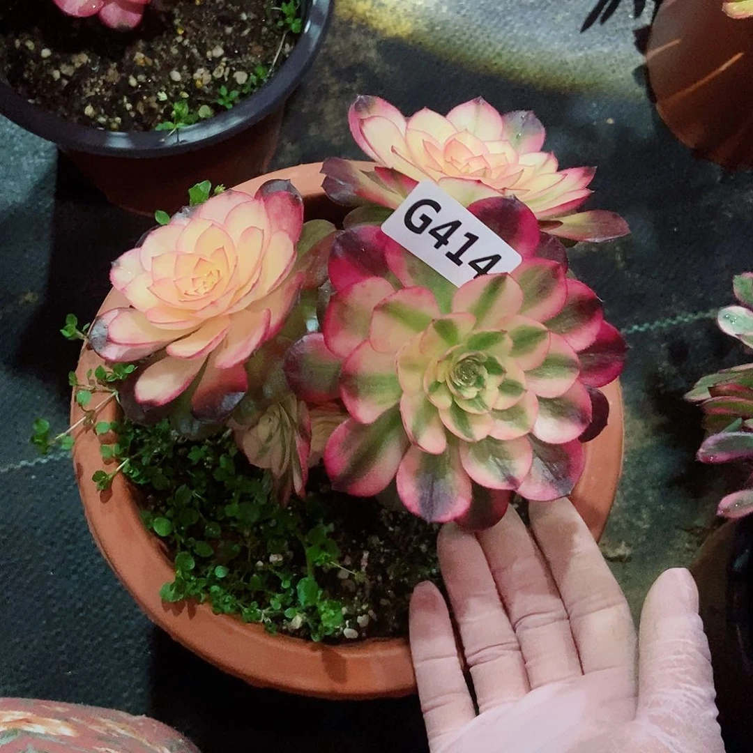 红陶@*儿414荔枝不包售后3