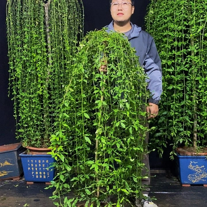 探春花，一物一拍，