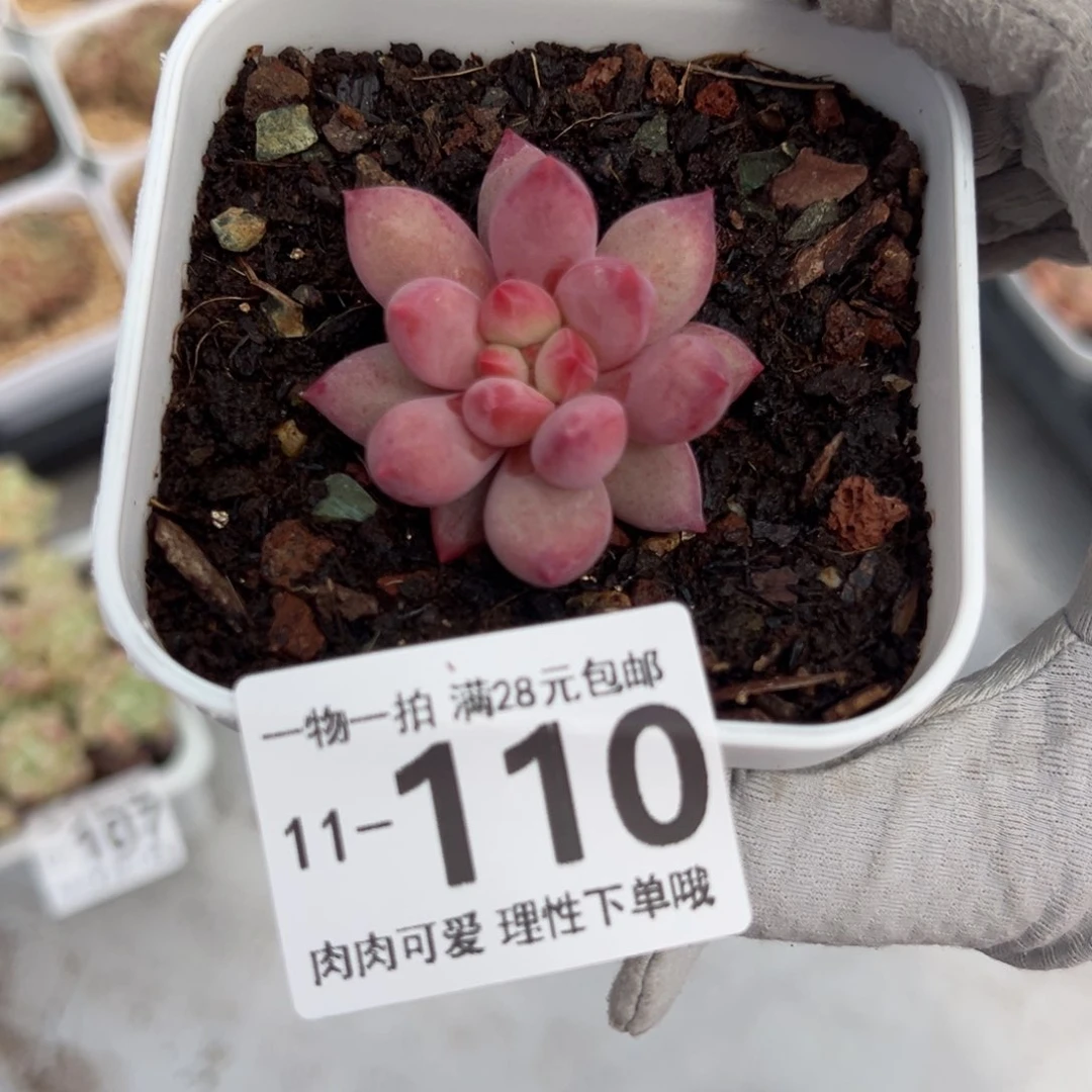 金鱼姬多肉多肉多肉多肉多肉