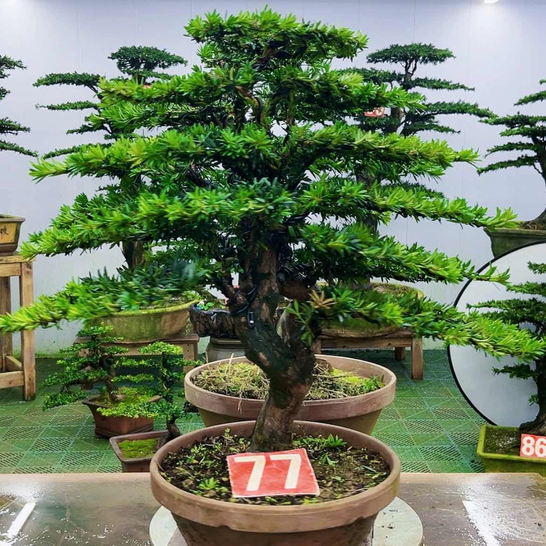 【闪购商品】无花朵