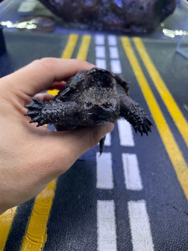 [直播精选]纯种佛鳄龟