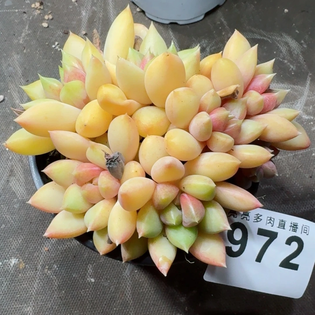 象牙群生      愿你一路坦途，乘风破浪展宏图