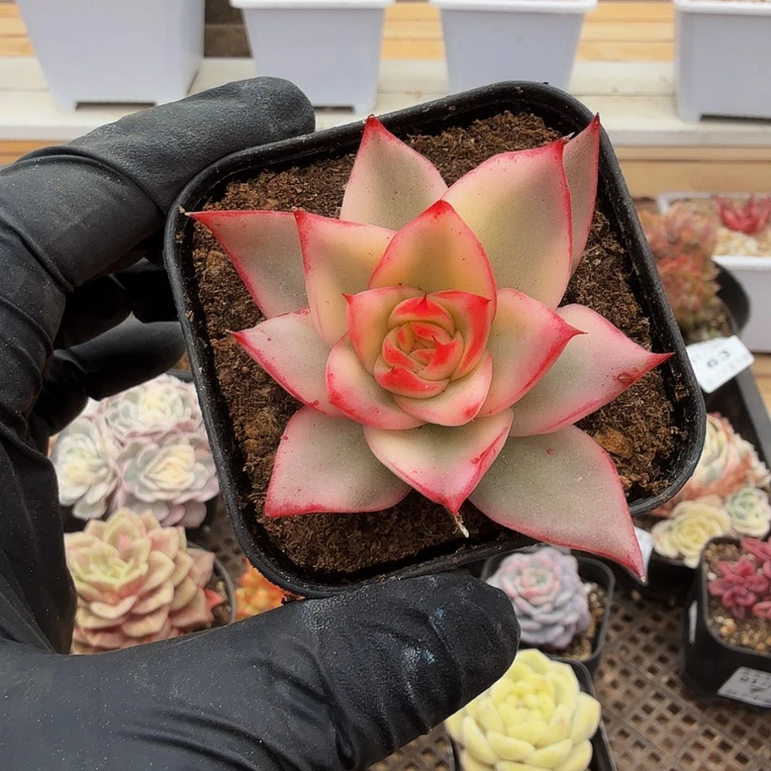 0105-75吉赛尔锦单头