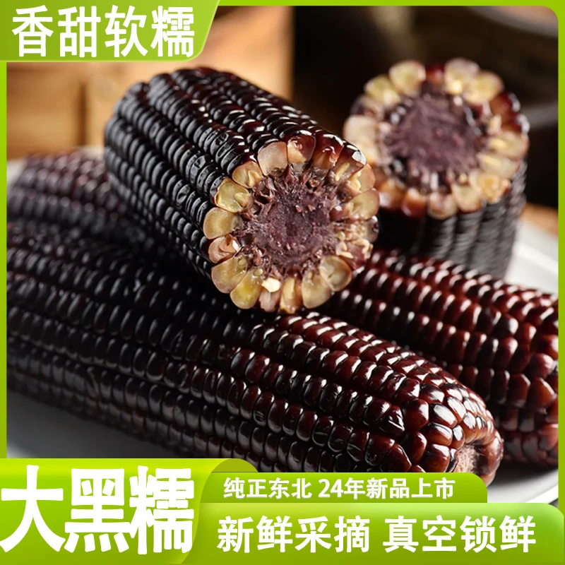 东北黑糯玉米（试吃2根）24年头茬精选软糯8-10根（保净重5斤）